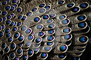 Grey Peacock-Pheasant, Polyplectron bicalcaratum photo