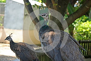 GREY PEAHENS IN AN ENCLOSURE