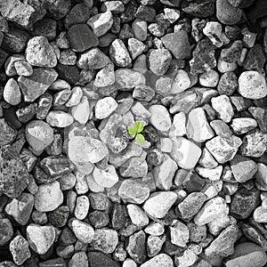 Grey pebbles texture with green  trefoil lleaf