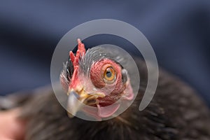 4 - Grey pekin bantam chicken looks at camera, close up of orange eye