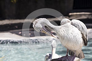 Grey pelican preens while sitting