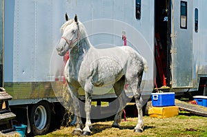 Grey Percheron Draft Horse