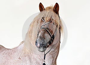 Grey Percheron horse at Country Fair photo