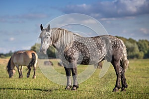 Percheron mare close up