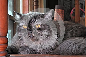 Grey Persian cat with protrude fangs photo