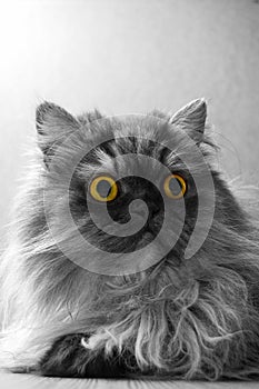 Grey persian cat with yellow eyes