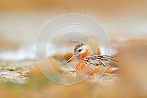 Grey Phalarope, Phalaropus fulicarius, orange and brown water bird in the grass nature habitat, Longyaerbyen, Svalbard, Norway.