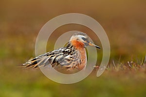 Grey Phalarope, Phalaropus fulicarius, orange and brown water bird in the grass nature habitat, Longyaerbyen, Svalbard, Norway