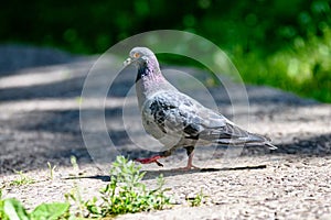 Grey Pidgeon/ Pidgin sat on a street