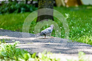 Grey Pidgeon/ Pidgin sat on a street