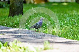 Grey Pidgeon/ Pidgin sat on a street