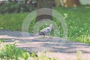 Grey Pidgeon/ Pidgin sat on a street - vintage look