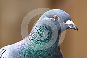 Grey Pigeon photo