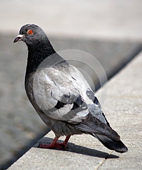 Grey pigeon