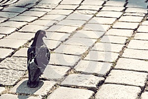 Grey pigeon bird on urban brick