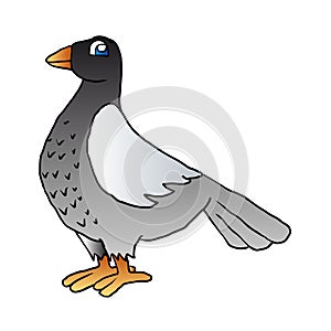 Grey pigeon cartoon