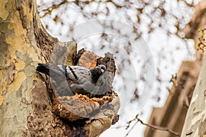 Grey Pigeon Columbidae bird in Barcelona