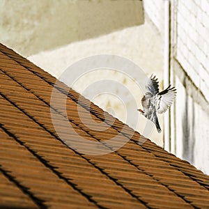 Grey pigeon flying on a red roof edge, in harsh light.