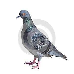 Grey pigeon isolated on white