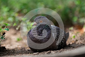 a grey pigeon lays in the dirt and grass on the ground