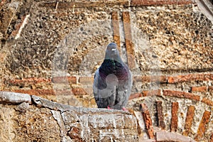 Grey Pigeon Perched on Byzantine Stonework, Athens, Greece