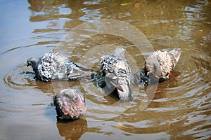 Grey pigeons bathe in a puddle close-up. Blue doves sit in the water on a hat day