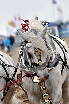 Grey plough horse