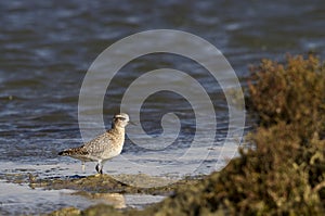 Grey Plover