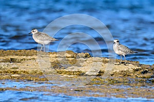 Grey plover Pluvialis squatarola