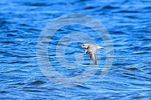 Grey plover Pluvialis squatarola