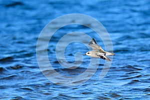 Grey plover Pluvialis squatarola