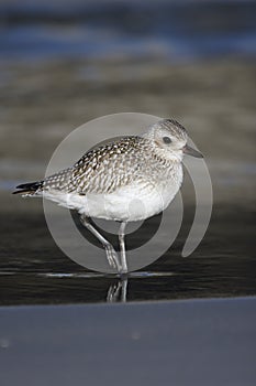 Grey plover, Pluvialis squatarola