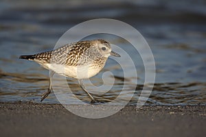 Grey plover, Pluvialis squatarola