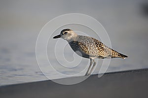 Grey plover, Pluvialis squatarola