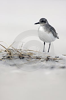 Grey plover, Pluvialis squatarola