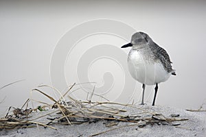 Grey plover, Pluvialis squatarola