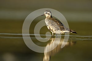 Grey plover, Pluvialis squatarola