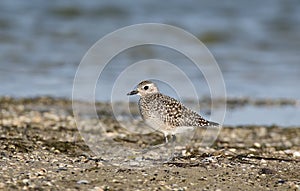 The grey plover Pluvialis squatarola