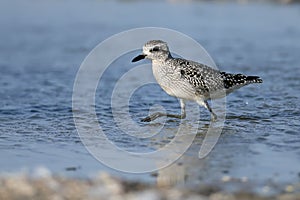 The grey plover Pluvialis squatarola