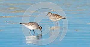 Grey plover, Pluvialis squatarola, in the shore of qatar. selective focus