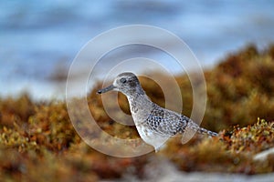 Grey plover, Pluvialis squatarola, water sea bird in Playa del Carmen, Yucatna in Mexico. Plover hiden