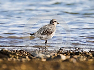 Grey Plover on the stony beach