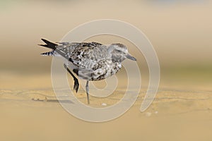 Grey Plover - Tarambola cinzenta - Pluvialis squatarola