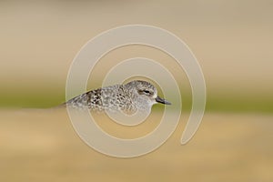 Grey Plover - Tarambola cinzenta - Pluvialis squatarola