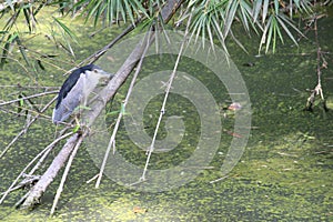 A grey pond heron is on  twigs of a dirty pond staring away. These avians have incredibly strong wings and beak for fishing