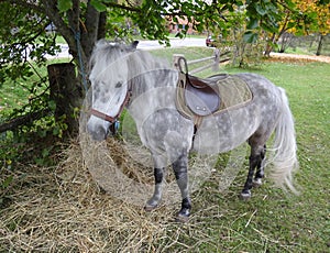 Grey pony