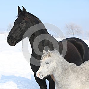 Grey pony with black friesian horse