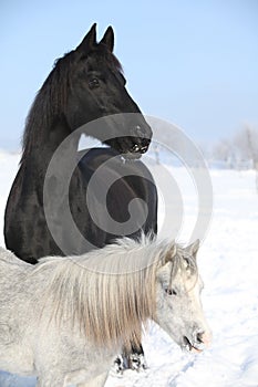 Grey pony with black friesian horse