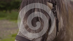 Grey Pony Head | Scottish Highlands, Scotland