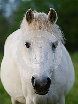 Grey Pony Headshot